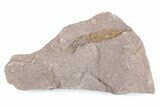 Fossil Eocrinoid (Ascocystites) - El Kaid Rami, Morocco #376562-1